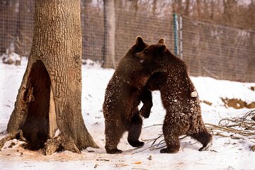 Meet the Bears & Visit Dracula Castle Day Tour from Bucharest
