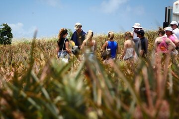 Maui Pineapple Farm Tour in Haliimaile