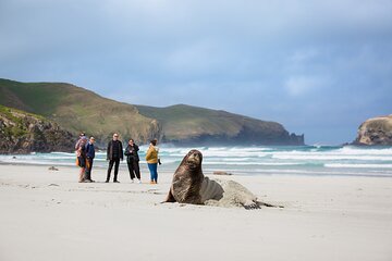 Peninsula Encounters + Wildlife Cruise