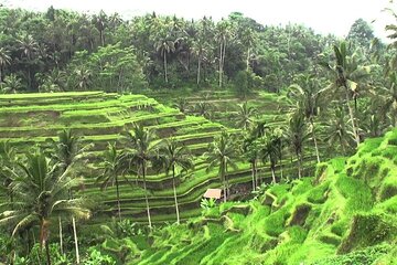 Full-Day Bali Private Car and Chauffeur Driver