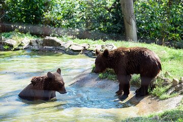 Libearty Brown Bears Sanctuary & Fun with ATV or Buggy Quad Tour