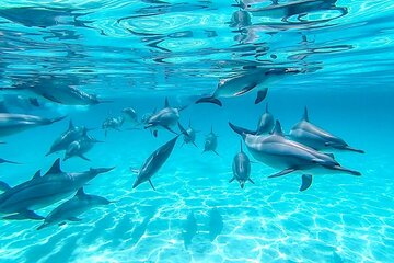 Swim With Dolphin in Dolphin House Satayeh Reef Snorkeling Sea Trip 