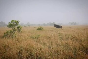 Full Day Kruger Park Wildlife Safari from Hoedspruit