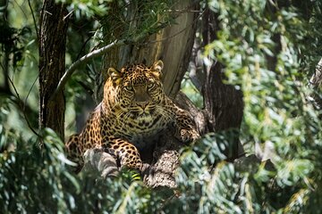 Private 02 Day Leopard Safari in Yala from Bentota