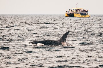 Half-Day Whale Watching Adventure from Vancouver