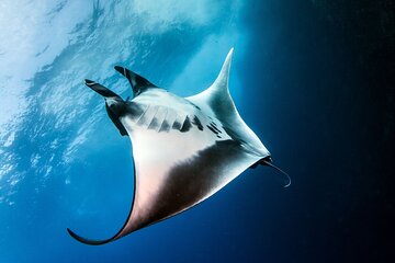 2 Days/1N Trip - Snorkeling with Manta Rays in Lembongan/Penida (all included)