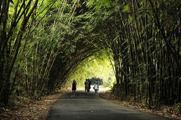 Bali Culture And Bamboo Forest Tour