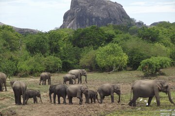 Special Elephants Safari from hambantota Port 