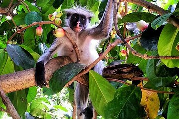 Jozani Forest; Kuza Cave; Paje Beach; The Rock; Salaam Cave Tour