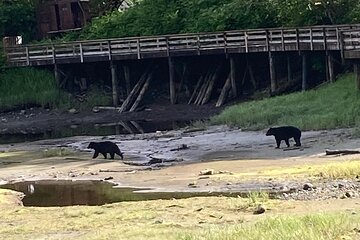 “OVER THE TOP TOURS”AK Wildlife & Totem poles Tour.