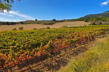 Full-Day Private Wine Tasting Tour in La Rioja with lunch