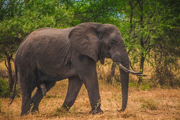 Day Safari Tour to Mikumi National Park