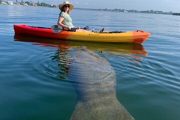 Sarasota Mangrove Tunnel Guided Kayak Adventure