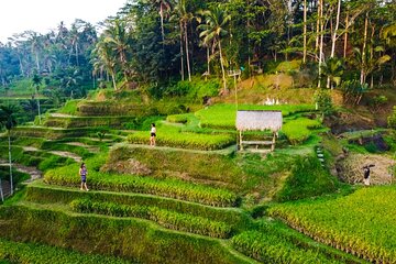 Ubud-Kintamani Private Tour 