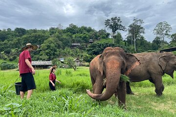 Half Day Experience Rescue Elephant Centre in Chiang Mai