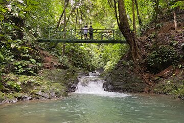 Guided hiking Tour by the Mystic Ebano Rainforest in Costa Rica