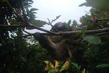  Ecologic farming Sloth tour Hiking & Chocolate -Coffee tour