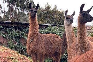 6-day tour of the Cusco of the Incas with Pick-up