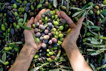 Corinth & Olive Oil Tasting Private Tour from Athens