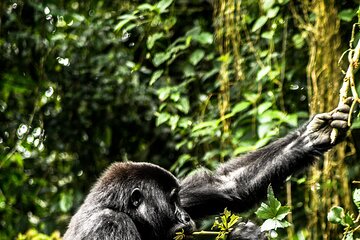 8 Days Gorillas, Primates & Wildlife Safari Uganda Safari
