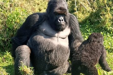 15 day Uganda classic safari 