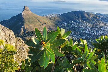 Hiking Table Mountain at sunrise Platteklip Gorge Morning Hike