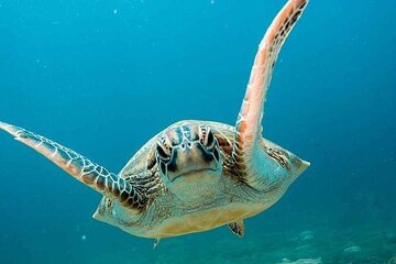 Snorkling trip 3 gili(terawangan, meno,air)