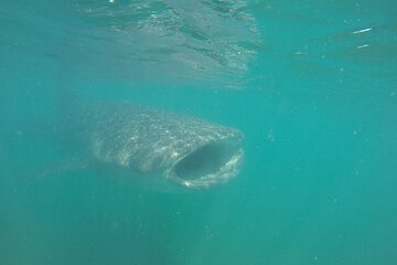 Snorkel Tour with Whale Shark in La Paz