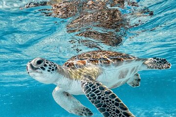 Blue Lagoon Snorkeling with optional Half day Sightseeing Tours