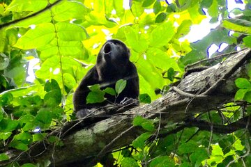 Day Trip from Guayaquil to Howler Monkey Trail and Cacao Farm