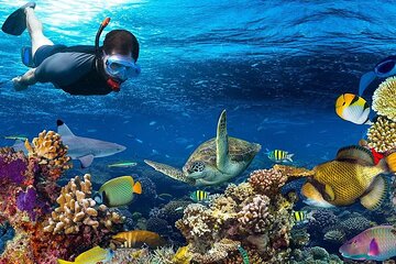 Special Snorkeling Day Trip to the Red Sea in Safaga from Luxor