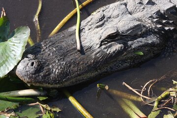 Everglades Day Safari from Miami