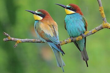 One-day Birding Along the Northern Black Sea Coast