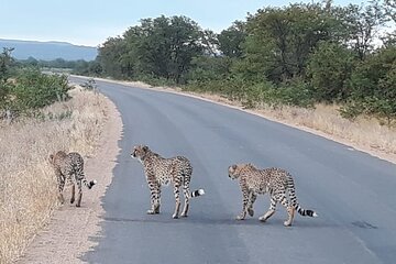 Half Day Morning Safari from Hazy View