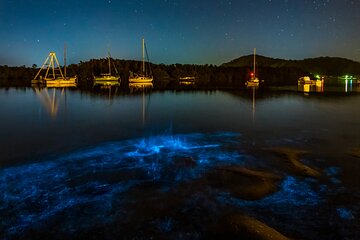 Auckland Bioluminescence Kayak Tour