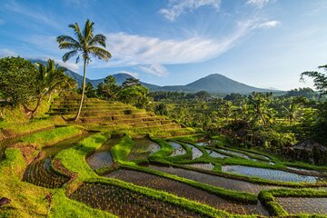 Northern Bali Tour - Private Full Day Tour - All Inclusive