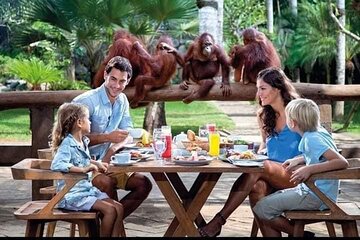 Things to do - Breakfast with Orang Utan