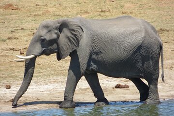 Chobe Full Day Safari Extended 