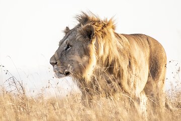 Private 5-Hour Lion Park Tour from Johannesburg or Pretoria