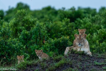 Kenya Wildlife Photo Safari by TWT