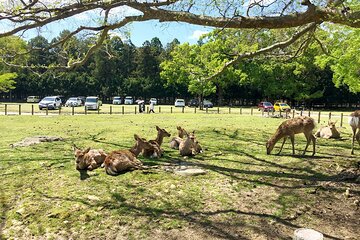 Nara Half Day Bus Tour from Kyoto