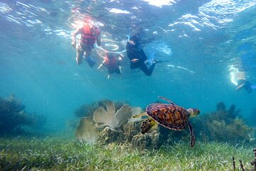 Private (only you) Reef Snorkeling in Puerto Morelos 2x40 minutes
