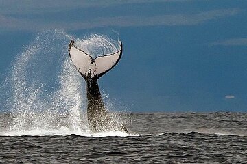 From Ma'alaea Harbor: Afternoon Whale Watch Cruise Aboard Calypso