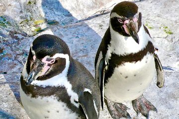 Wild Penguins,Birds,Sandboard,Chilean Drinks & Food/From Valpo