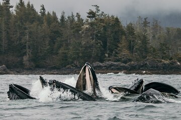 2-Hour Private Wildlife Tour in Sitka