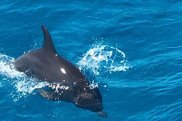 Full-Day Experience with Dolphins and Snorkeling in Red Sea