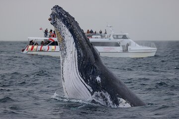 Whale Watching Sydney 2-Hour Express Cruise