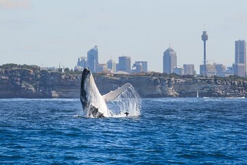 Whale Watching Sydney 2-Hour Express Cruise