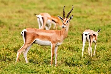  Agadir National Park & 4×4 Jeep Desert Safari Tour with Lunch