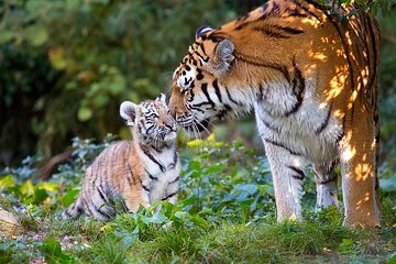 Private 4-Days Tiger Safari and Golden Triangle Tour from Delhi